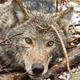 Uno de los lobos que está siendo estudiado por Voyageurs Wolf Project, nombre en código V077.
